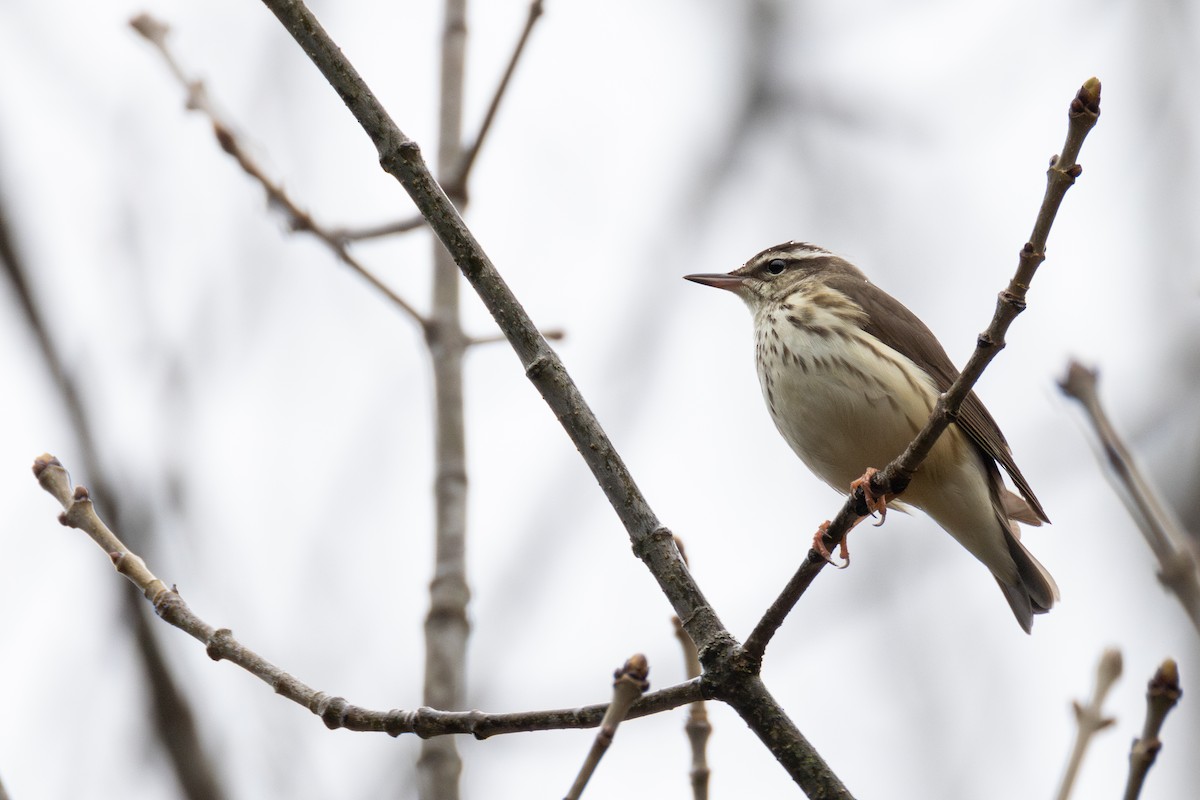 Louisiana Waterthrush - ML634932320
