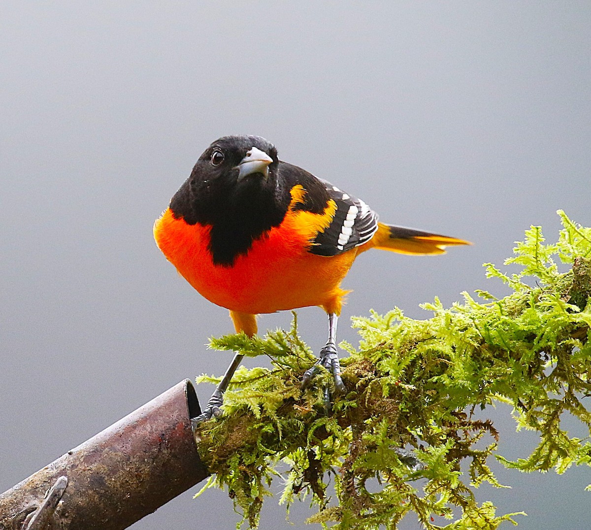 Baltimore Oriole - ML634932332