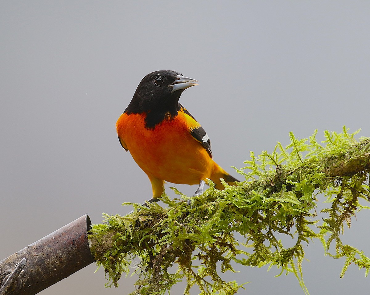 Baltimore Oriole - ML634932333