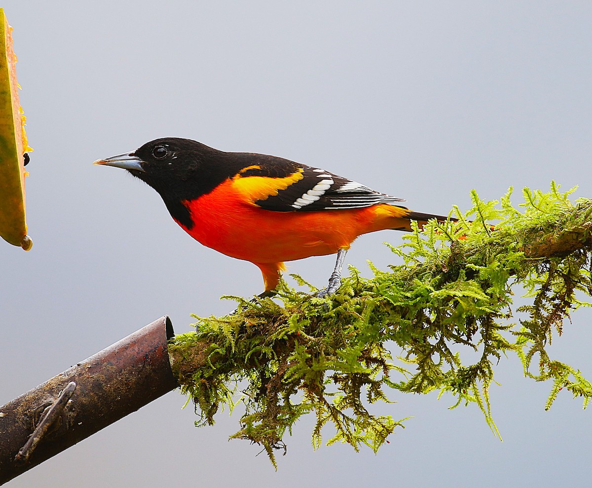 Baltimore Oriole - ML634932334