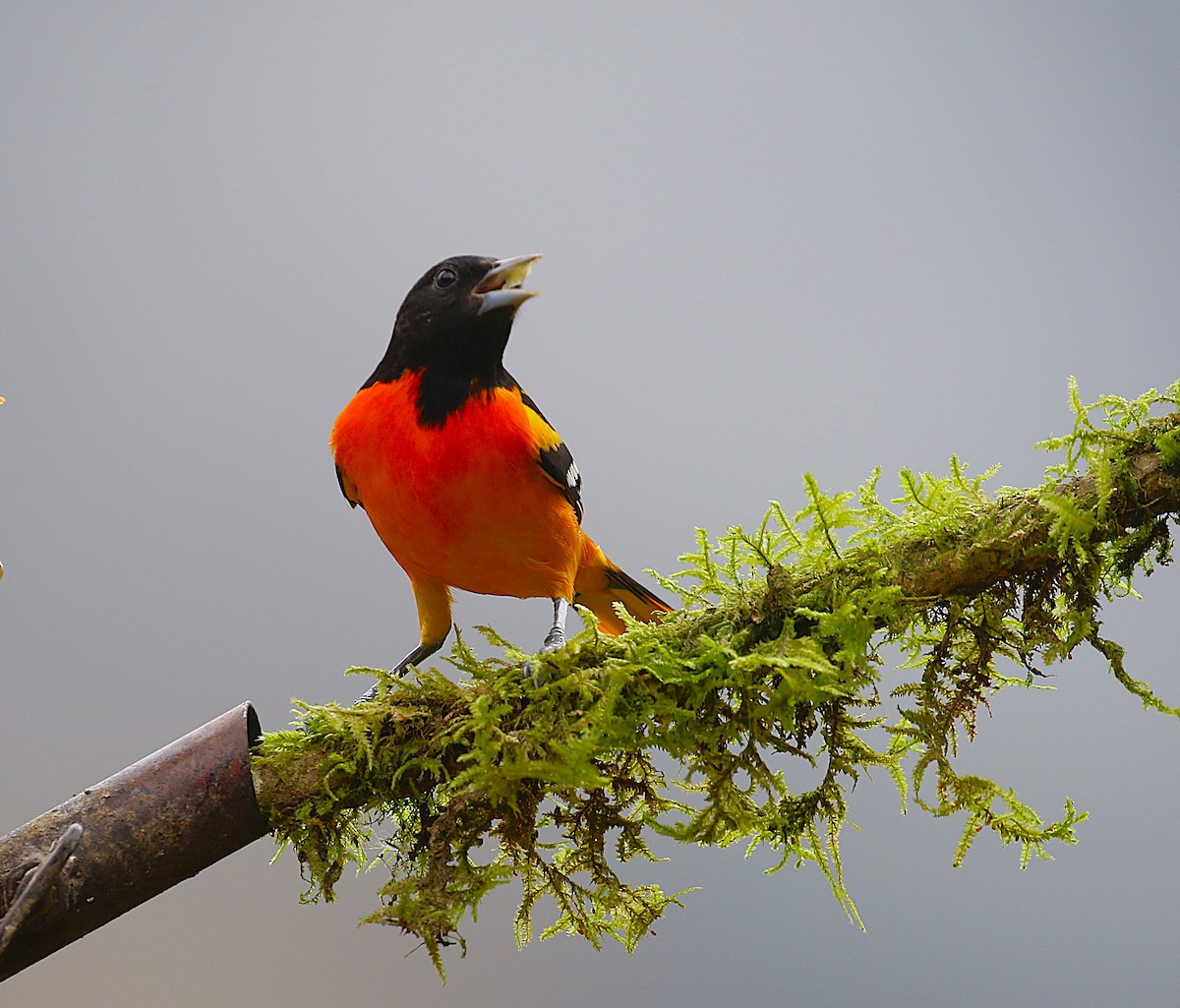 Baltimore Oriole - ML634932335
