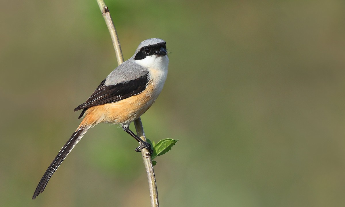 rustvarsler - ML634932526
