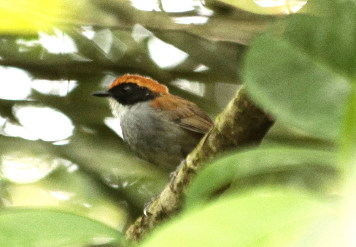 Black-cheeked Gnateater - ML634932603