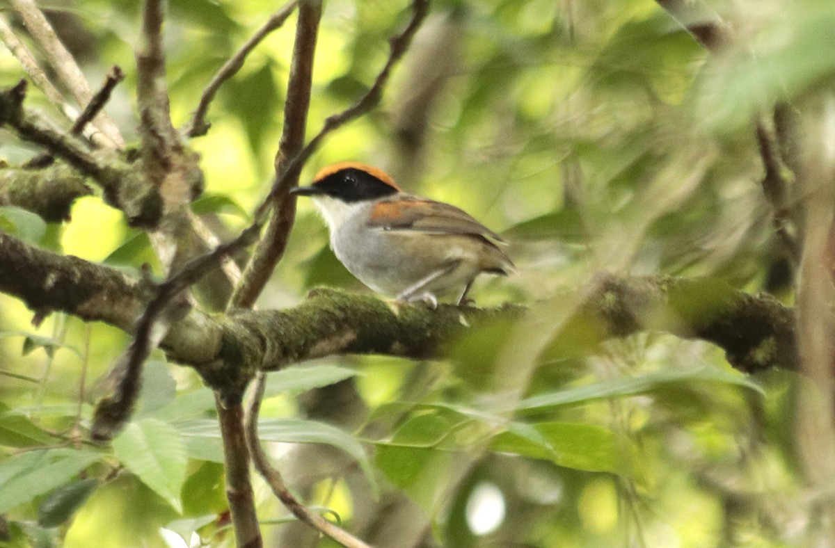 Black-cheeked Gnateater - ML634932604