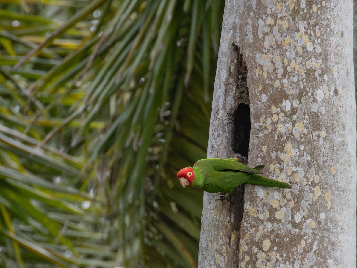 Red-masked Parakeet - ML634932618