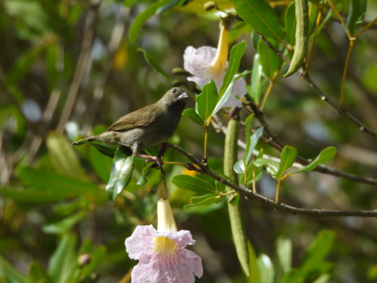 Black-faced Grassquit - ML634932621