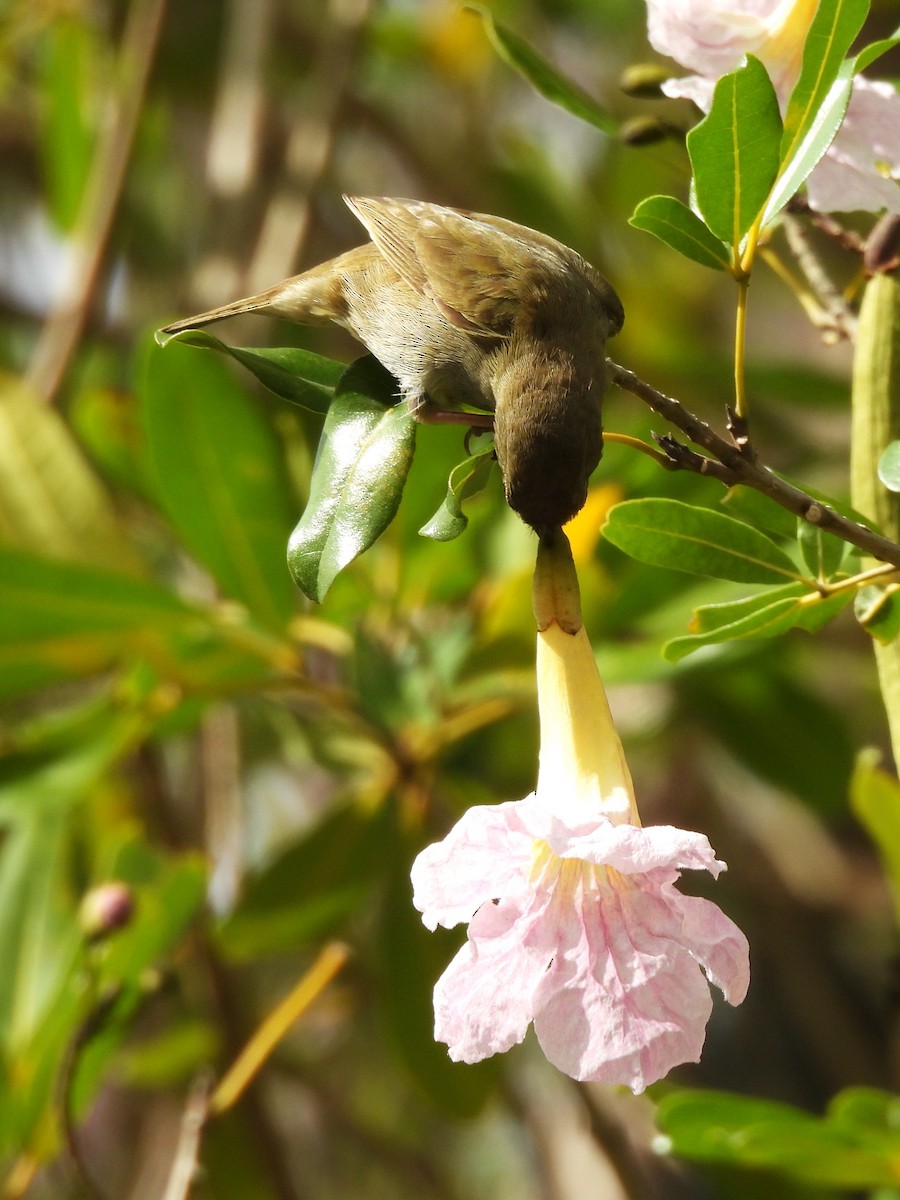 Black-faced Grassquit - ML634932622