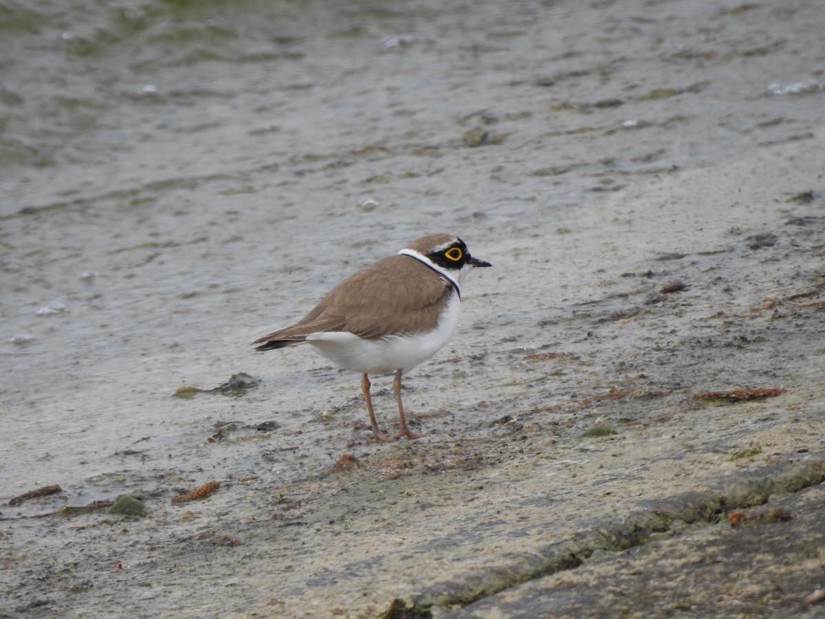 Little Ringed Plover - ML634932652