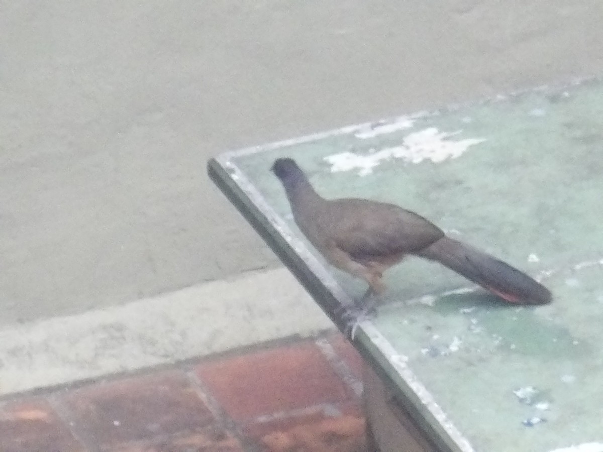 Chachalaca Culirroja (ruficauda) - ML634932673