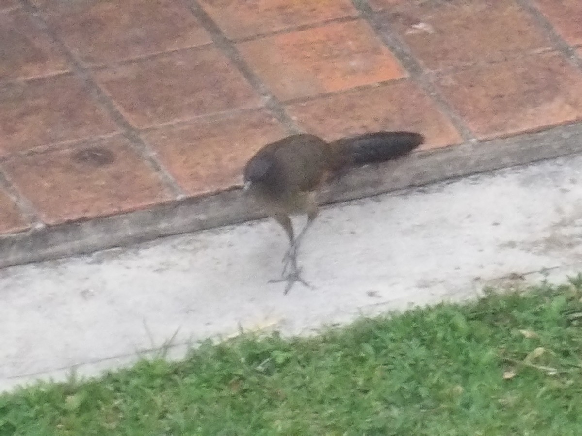 Chachalaca Culirroja (ruficauda) - ML634932677