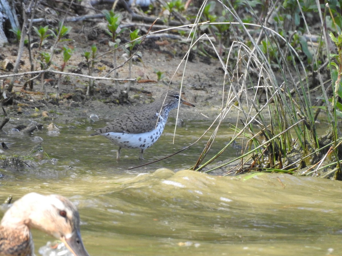 Spotted Sandpiper - ML634932680