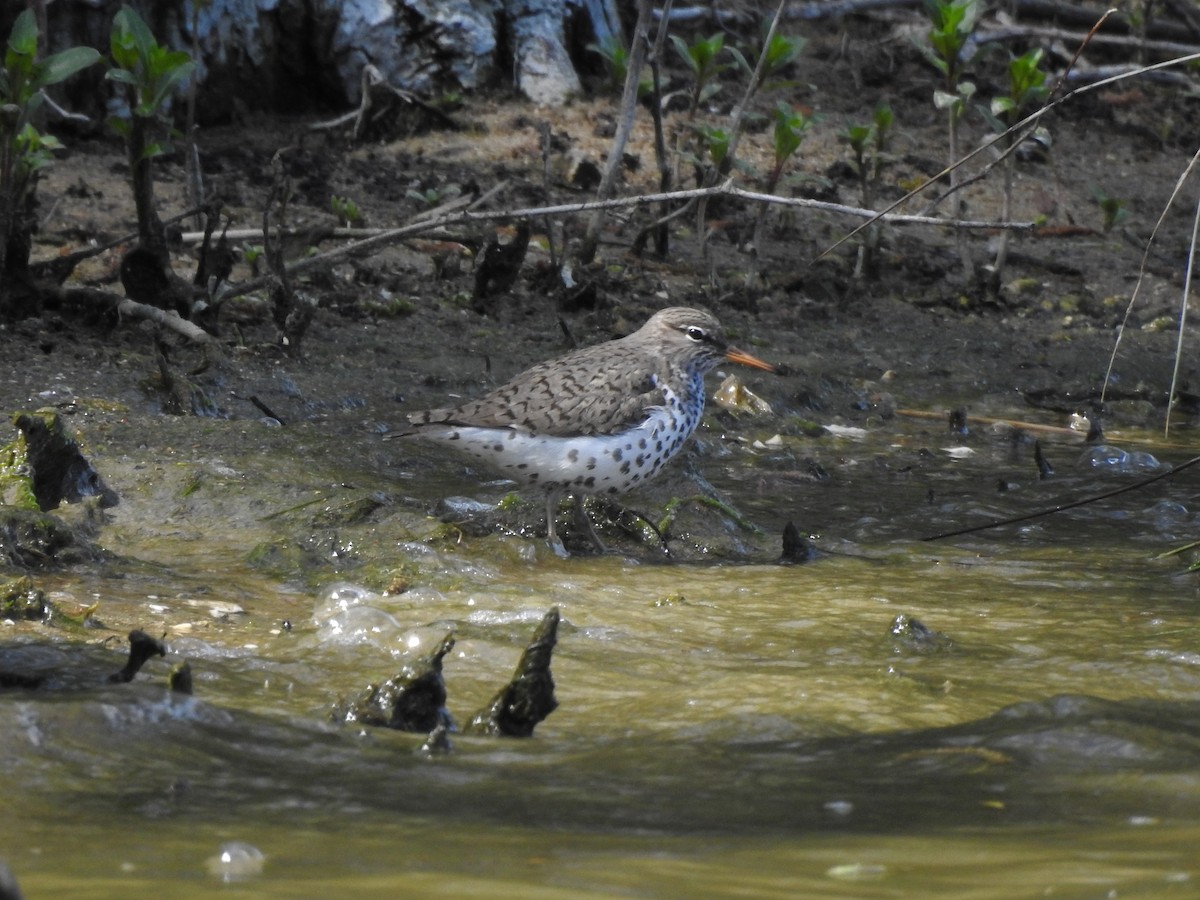 Spotted Sandpiper - ML634932681