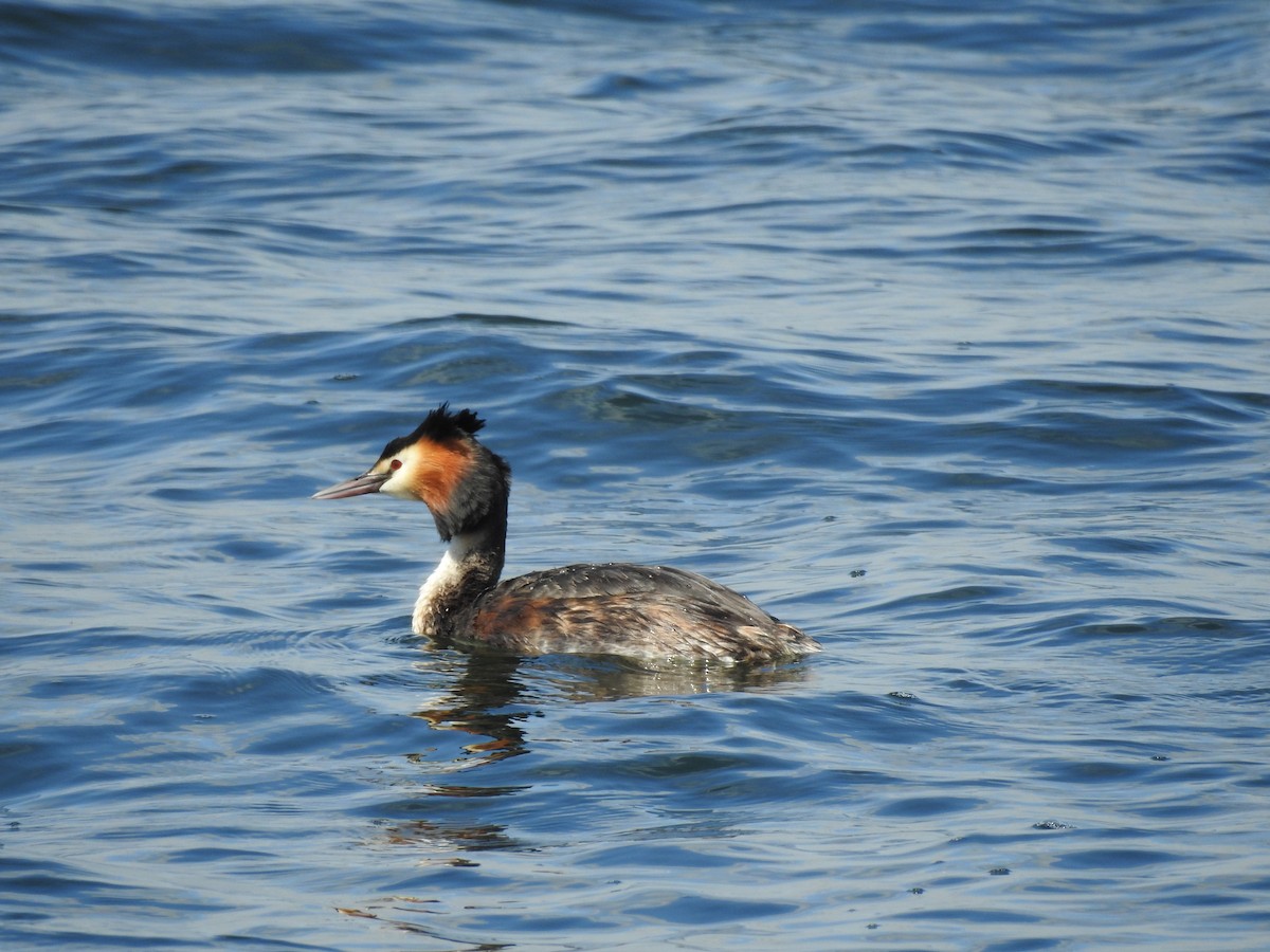 Great Crested Grebe - ML634932693
