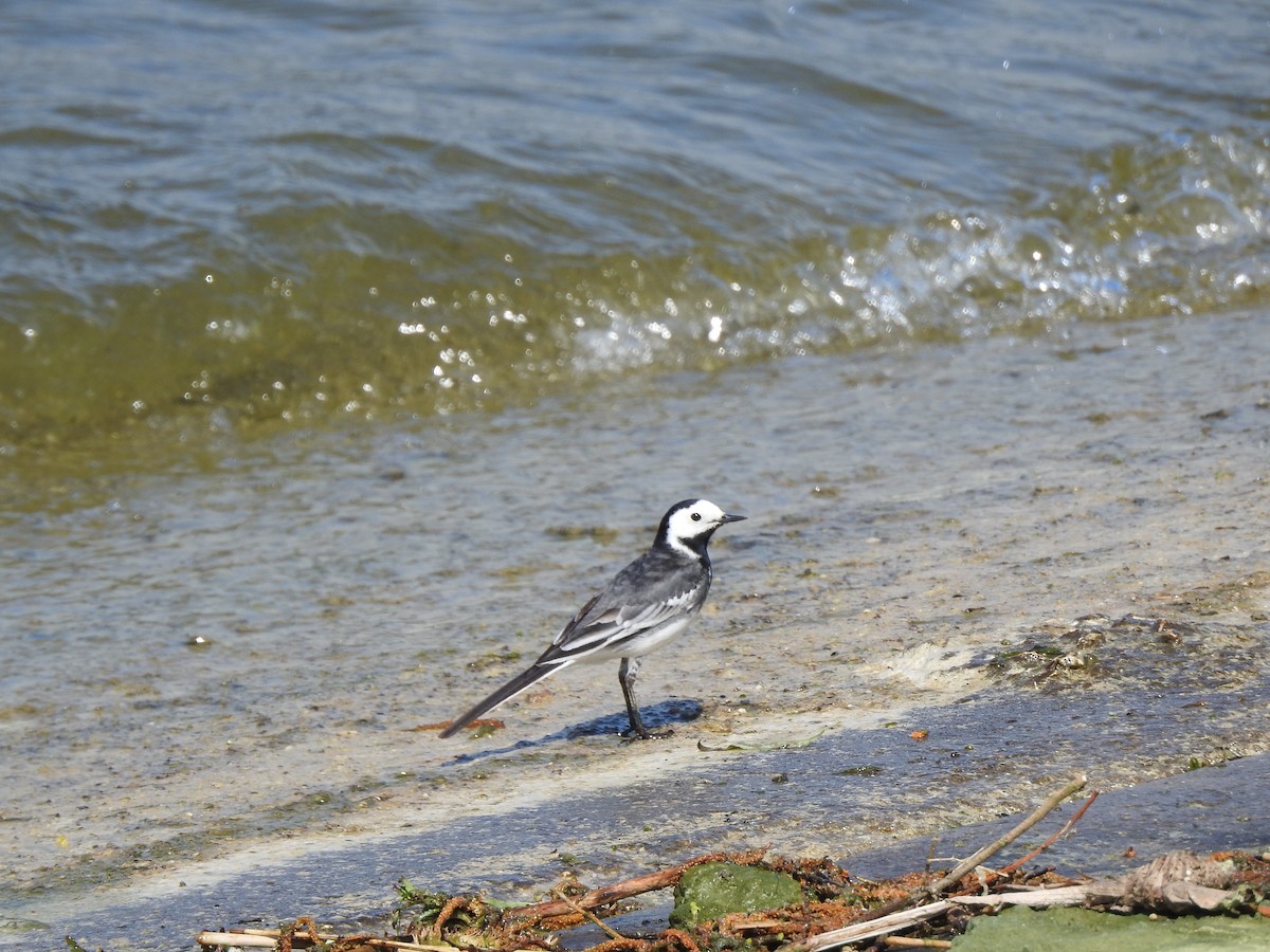 White Wagtail - ML634932714