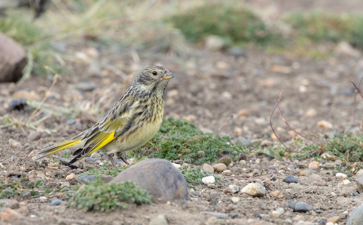 White-bridled Finch (Fuegian) - ML634932893