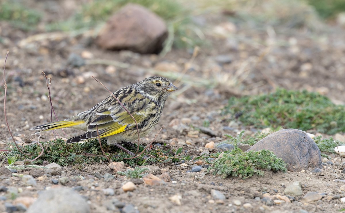 White-bridled Finch (Fuegian) - ML634932894