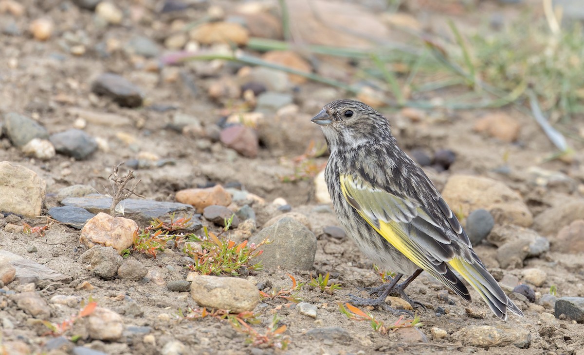 White-bridled Finch (Fuegian) - ML634932896