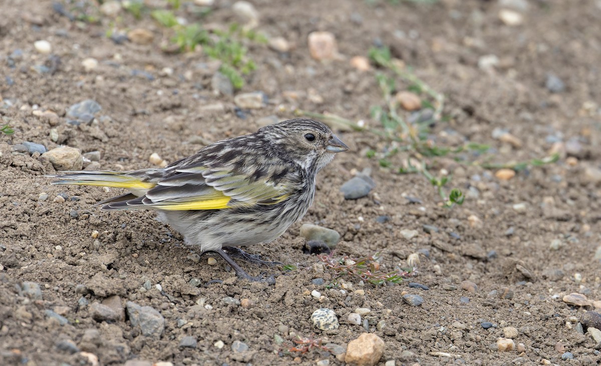 White-bridled Finch (Fuegian) - ML634932897