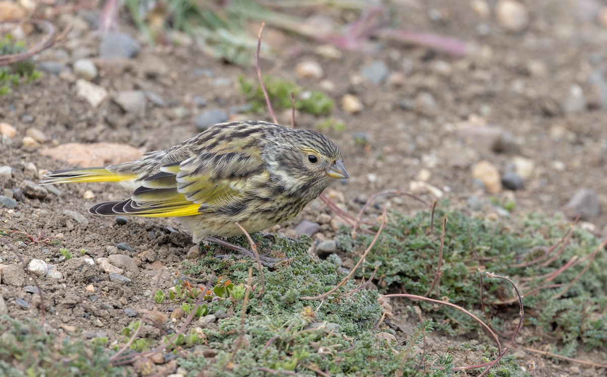 White-bridled Finch (Fuegian) - ML634932898