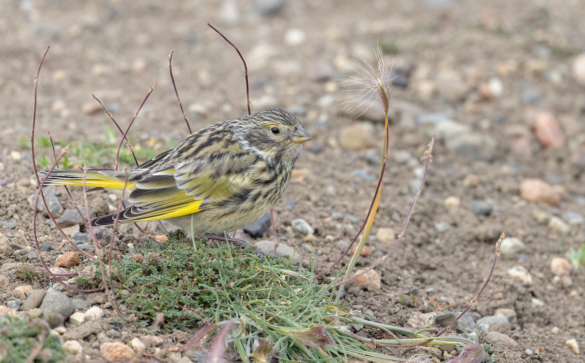 White-bridled Finch (Fuegian) - ML634932900