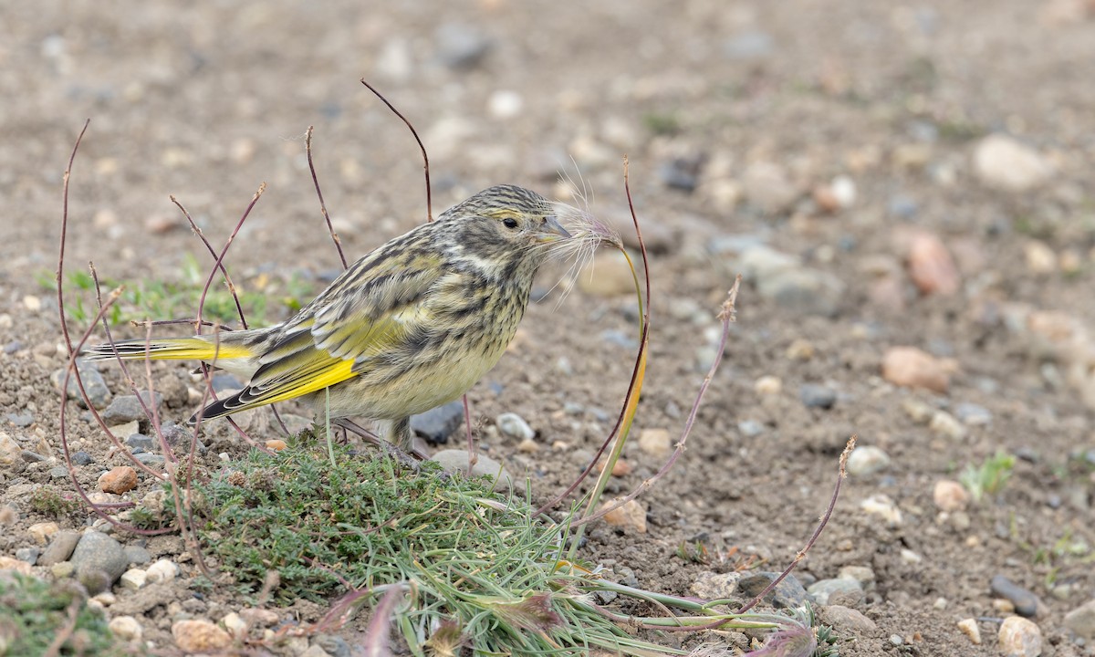 White-bridled Finch (Fuegian) - ML634932901