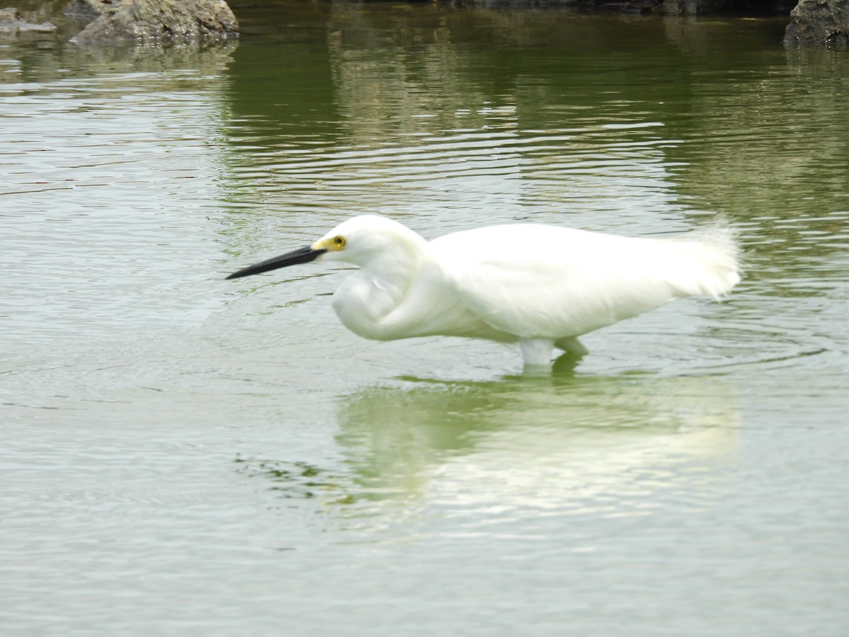 Snowy Egret - ML634932999