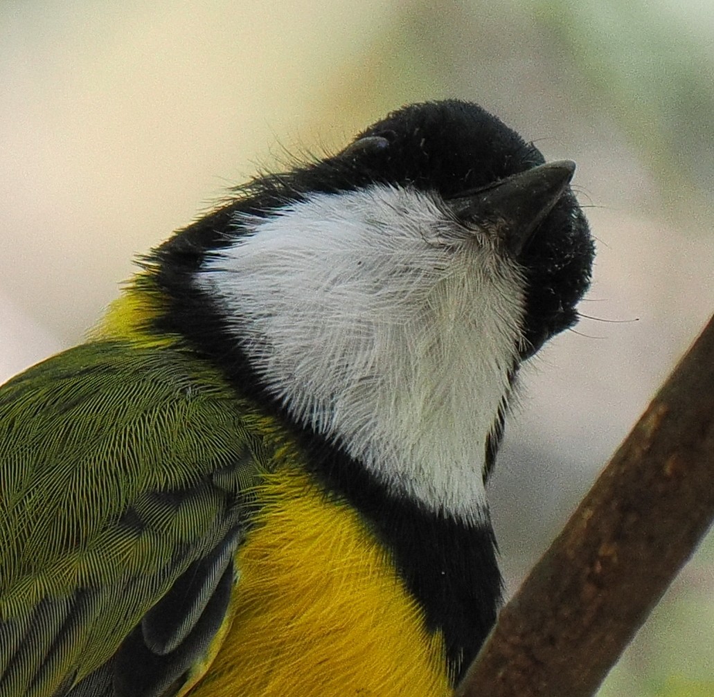 Golden Whistler - ML634933000