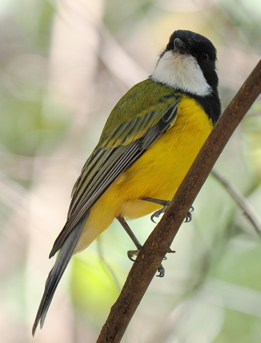 Golden Whistler - ML634933003