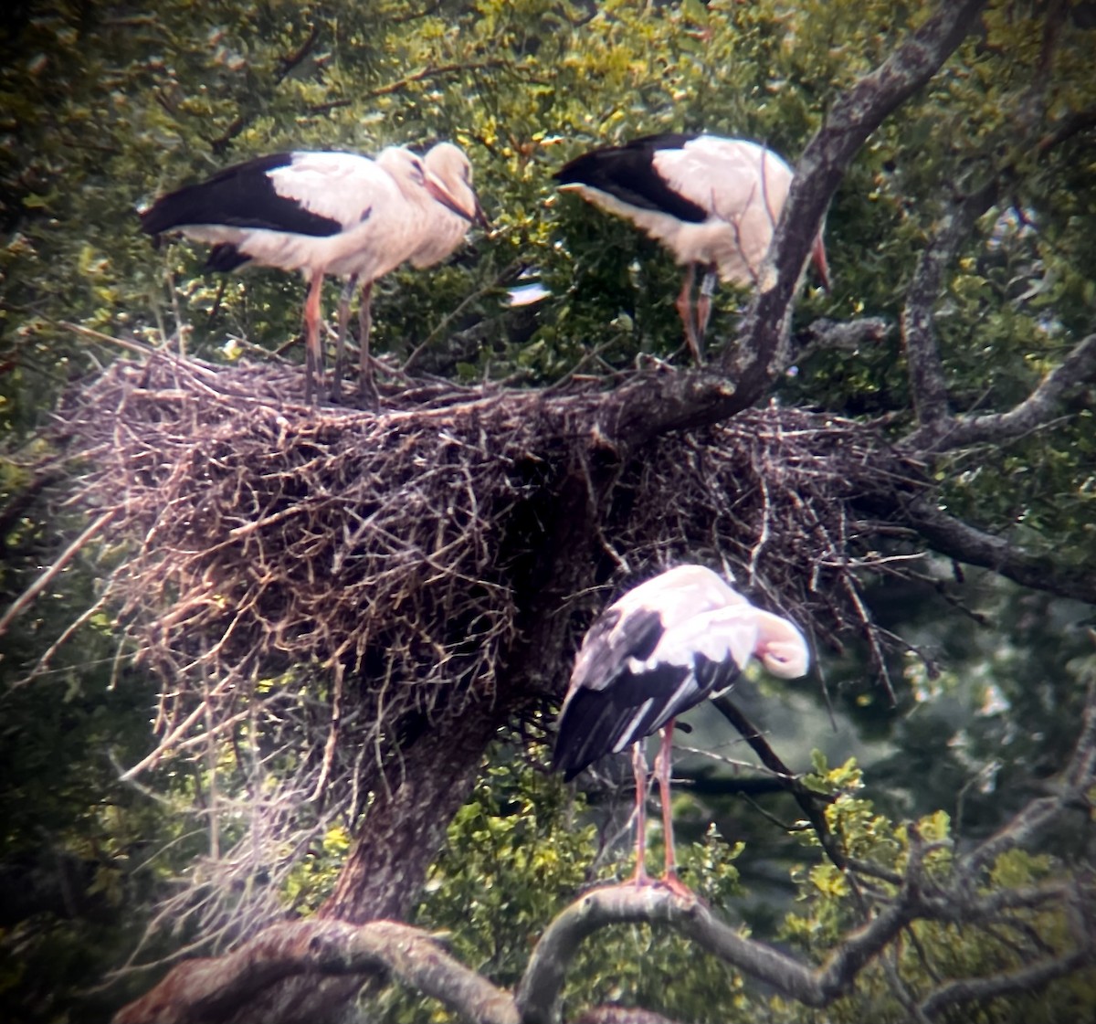 Cigogne blanche - ML634933036