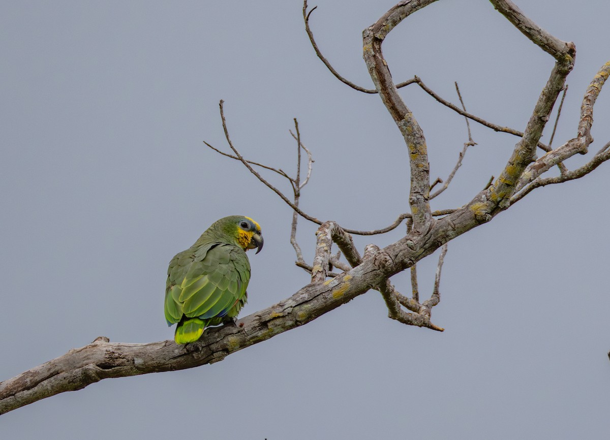 Orange-winged Amazon - ML634933041