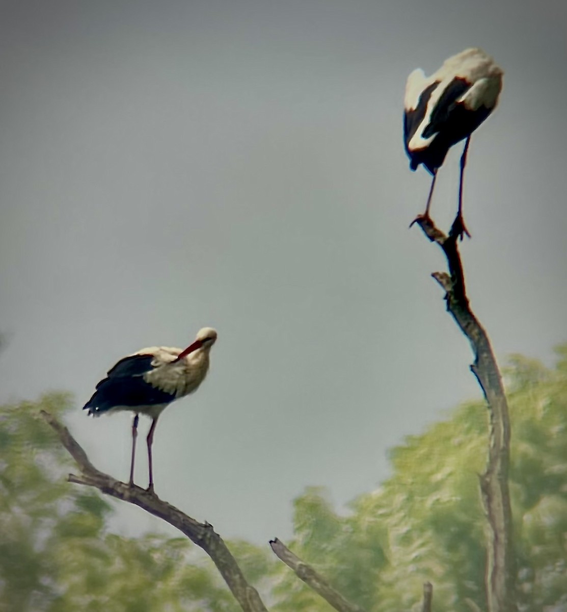 Cigogne blanche - ML634933049