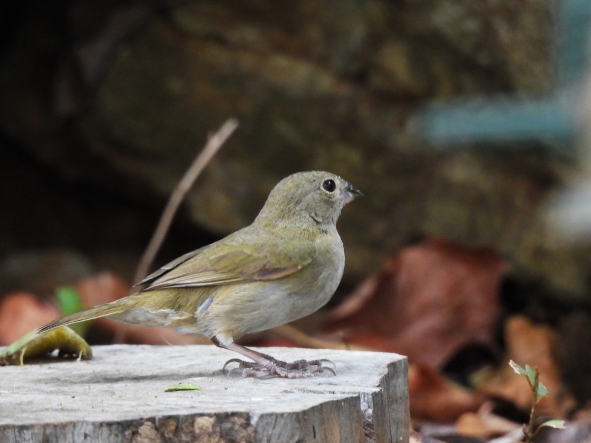 Black-faced Grassquit - ML634933056