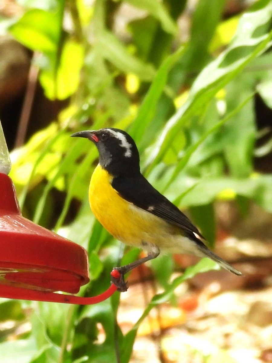 Bananaquit - ML634933065
