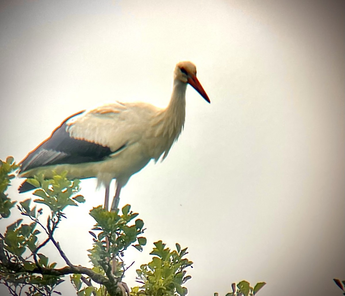 Cigogne blanche - ML634933067