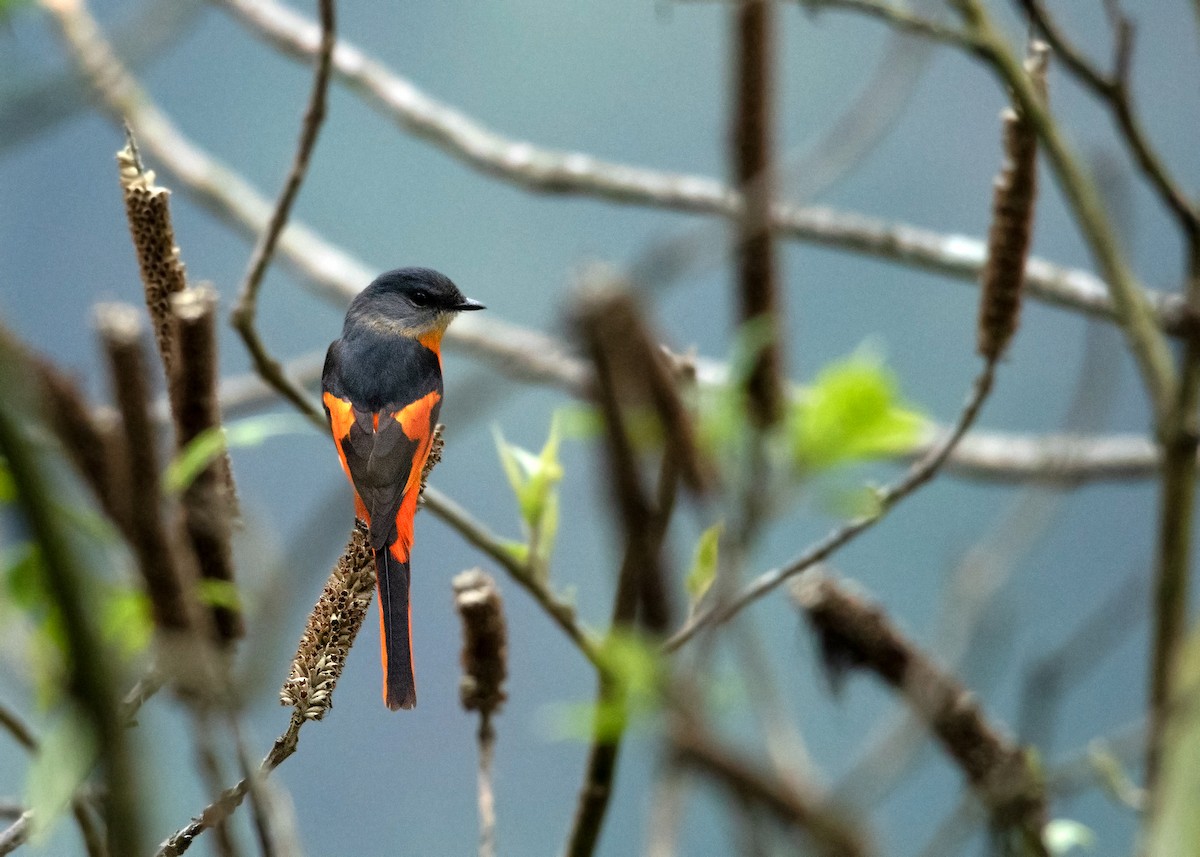Gray-chinned Minivet - ML634933076