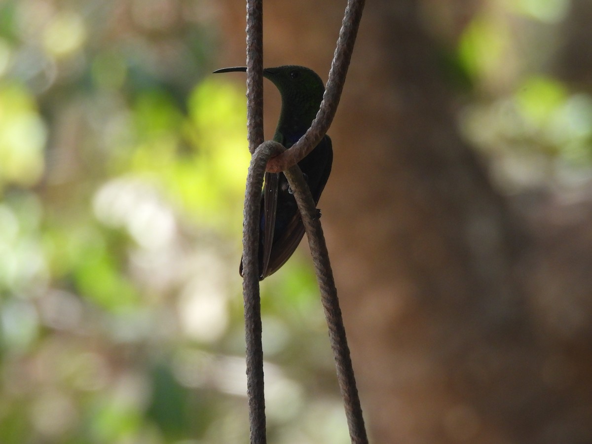 Green-throated Carib - ML634933082
