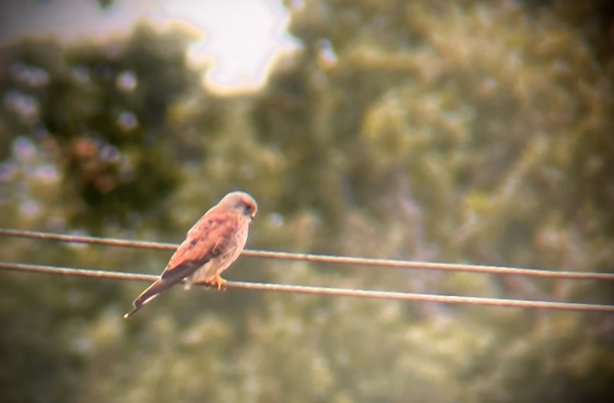 Faucon crécerelle - ML634933129