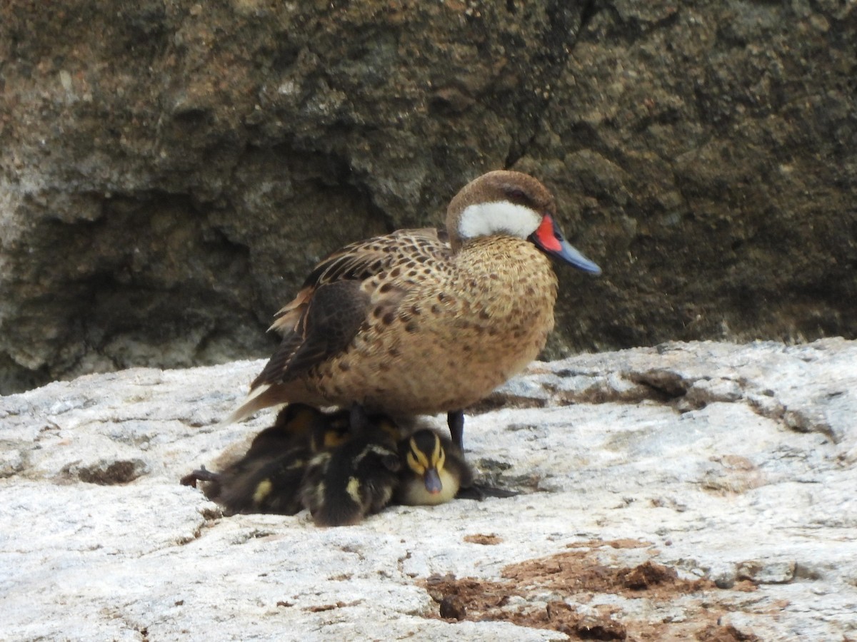 White-cheeked Pintail - ML634933144