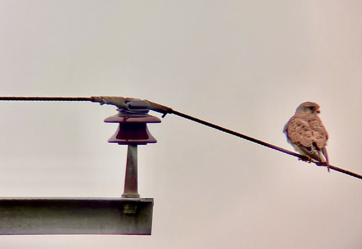 Faucon crécerelle - ML634933146