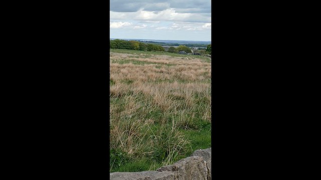 Western Barn Owl - ML634933371