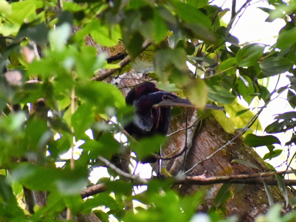 Agami Heron - ML634933392
