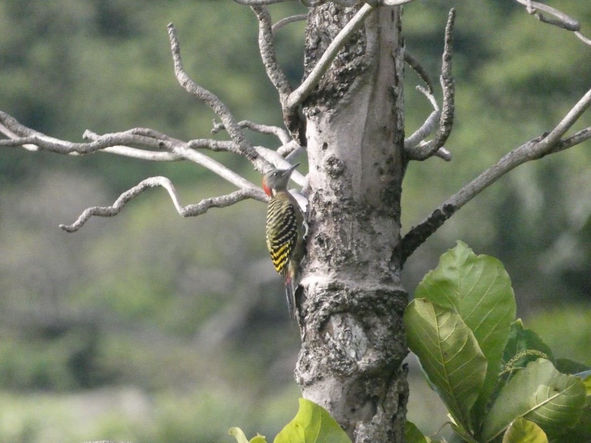 Hispaniolan Woodpecker - ML634933402