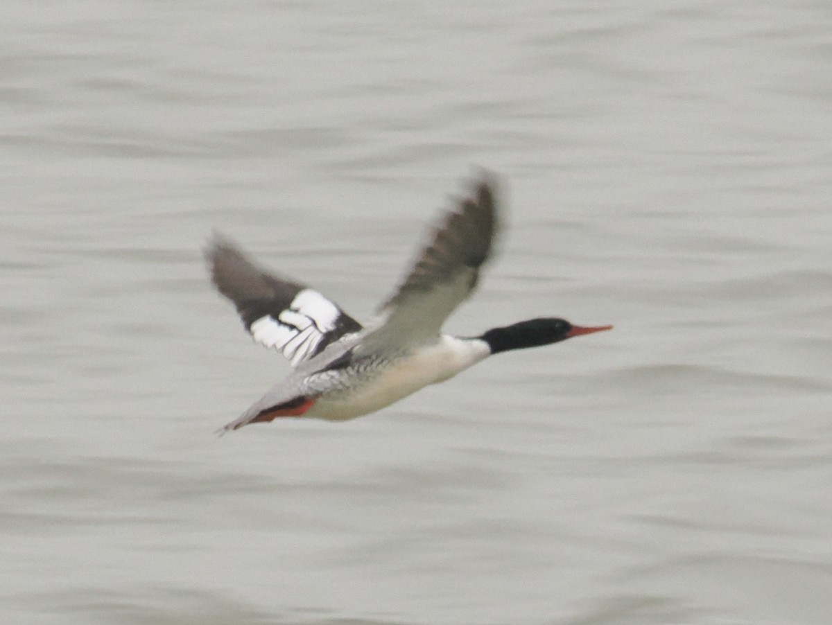 Scaly-sided Merganser - ML634933530