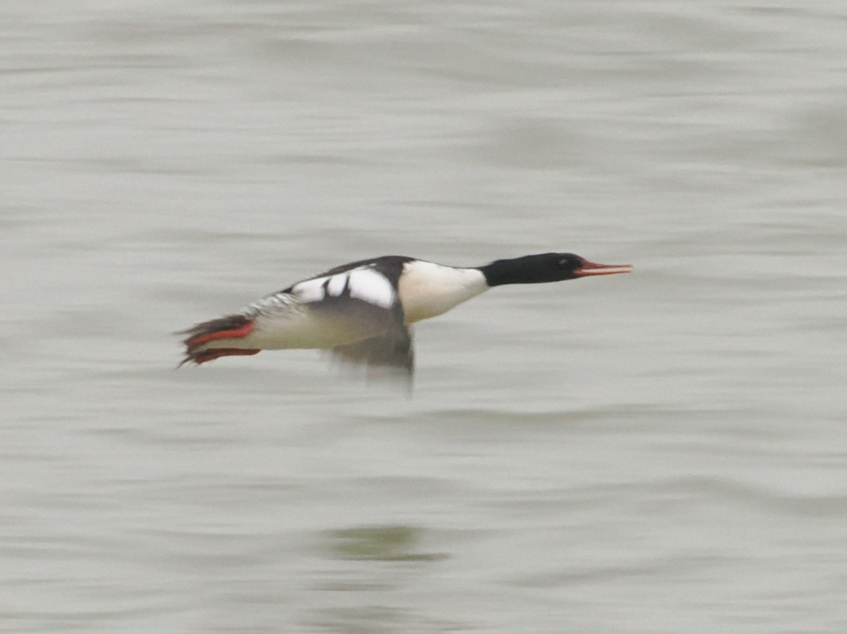 Scaly-sided Merganser - ML634933531