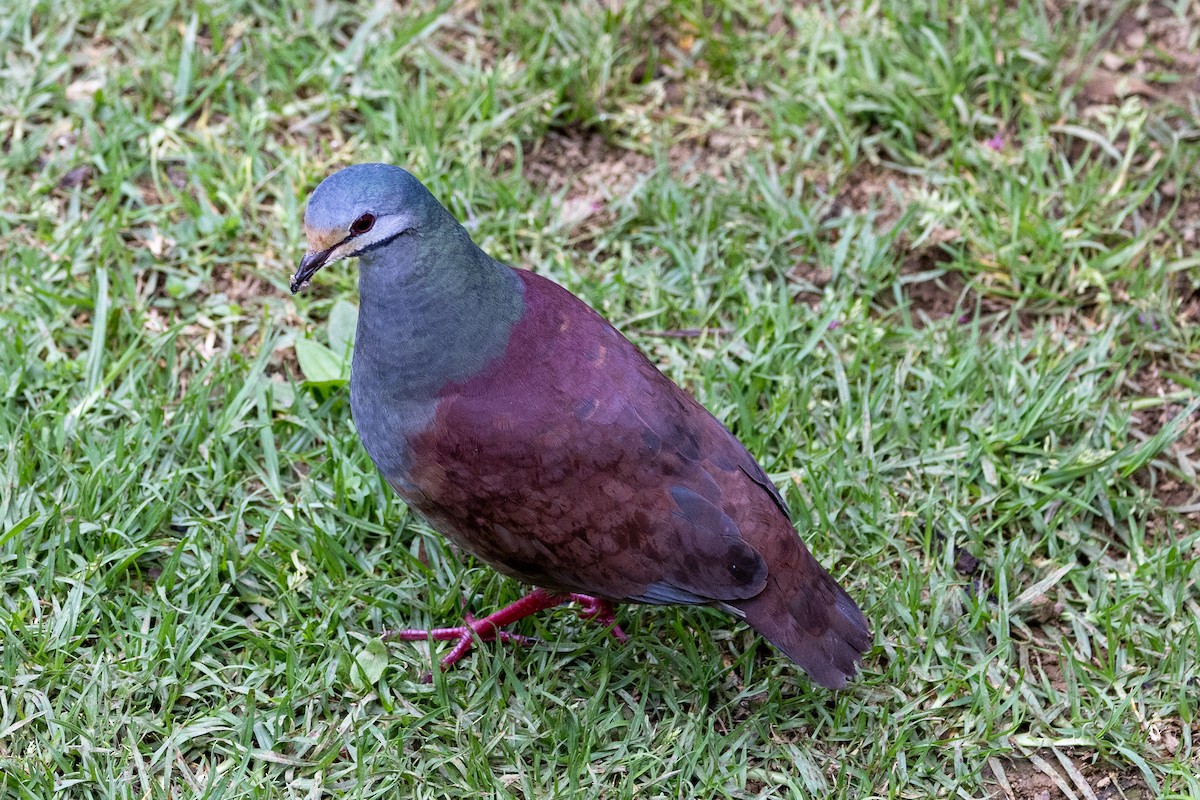 Buff-fronted Quail-Dove - ML634933569