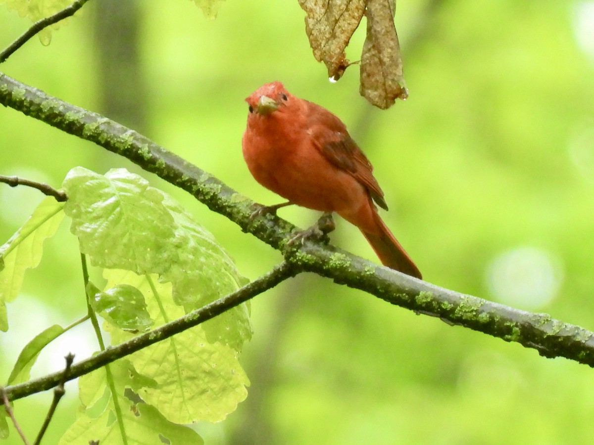 Summer Tanager - ML634933653