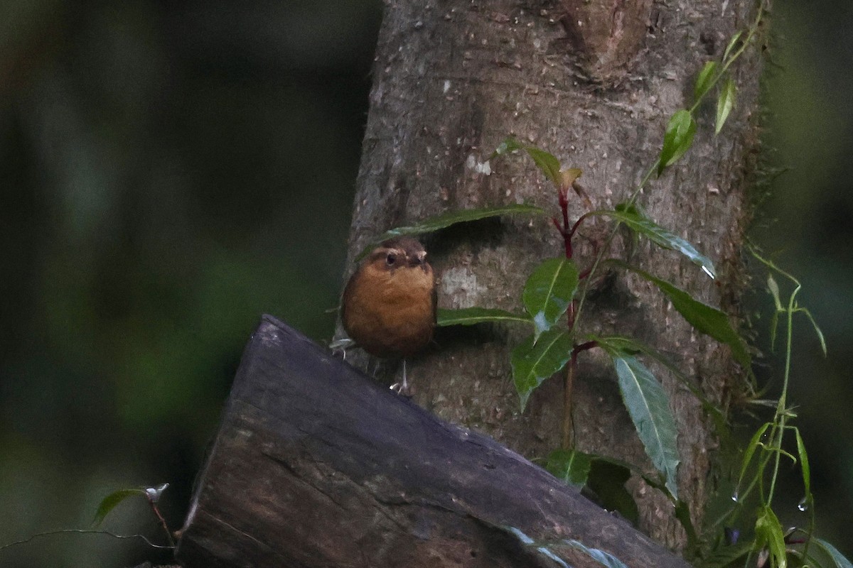 Rufous-browed Wren - ML634933792