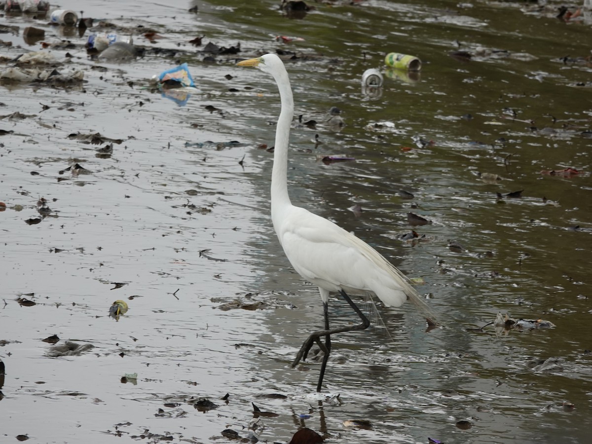 Great Egret (American) - ML634933794