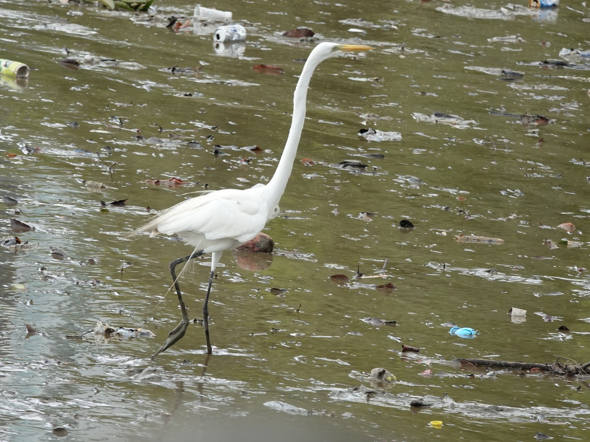 Great Egret (American) - ML634933795