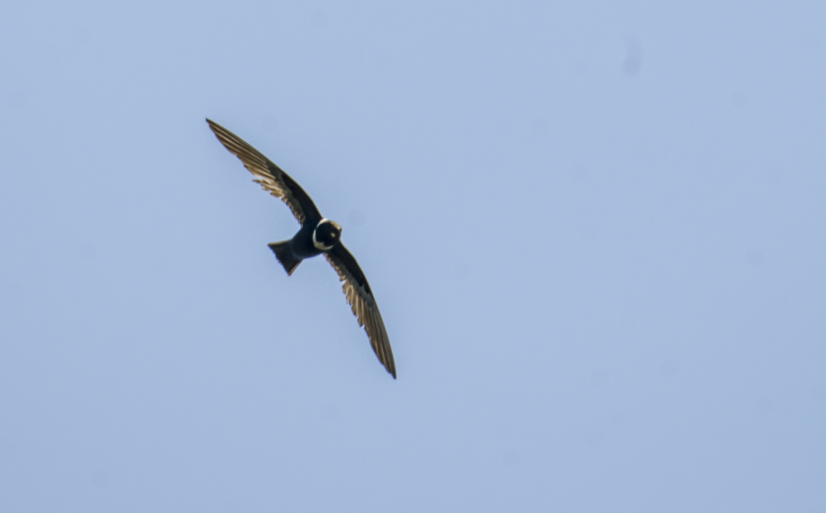 White-collared Swift - ML634933843